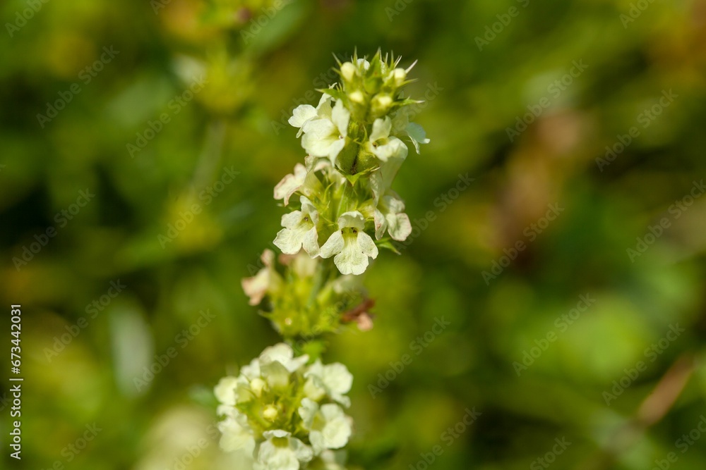 Flowers of a Sideritis endressii plant