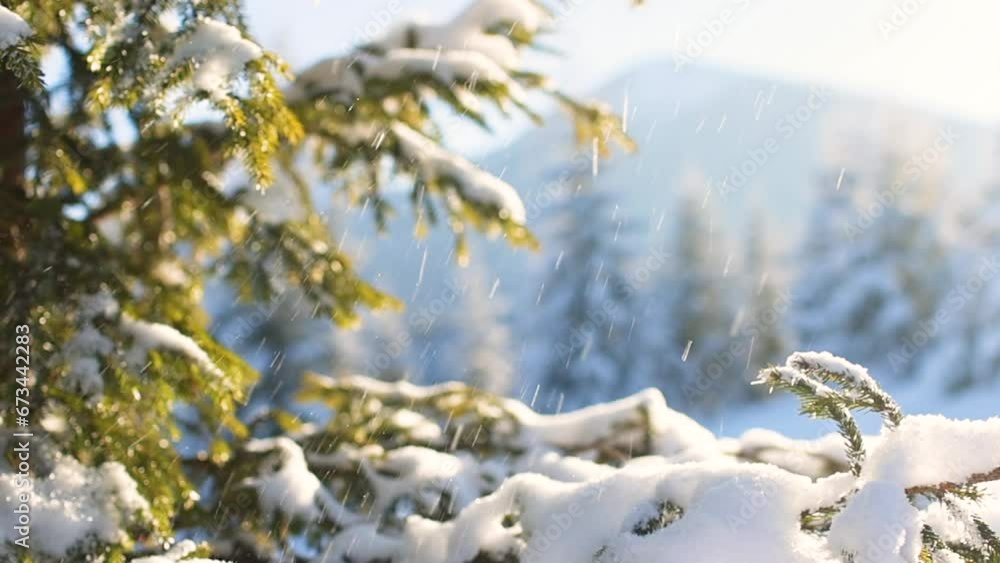 slow motion video. Winter bright background with snowy pine branches in the sun. Snow falls on tree branches. Natural bright background. slow motion video. Winter bright background with snowy pine branches in the sun. Snow falls on tree branches. Natural bright background.
