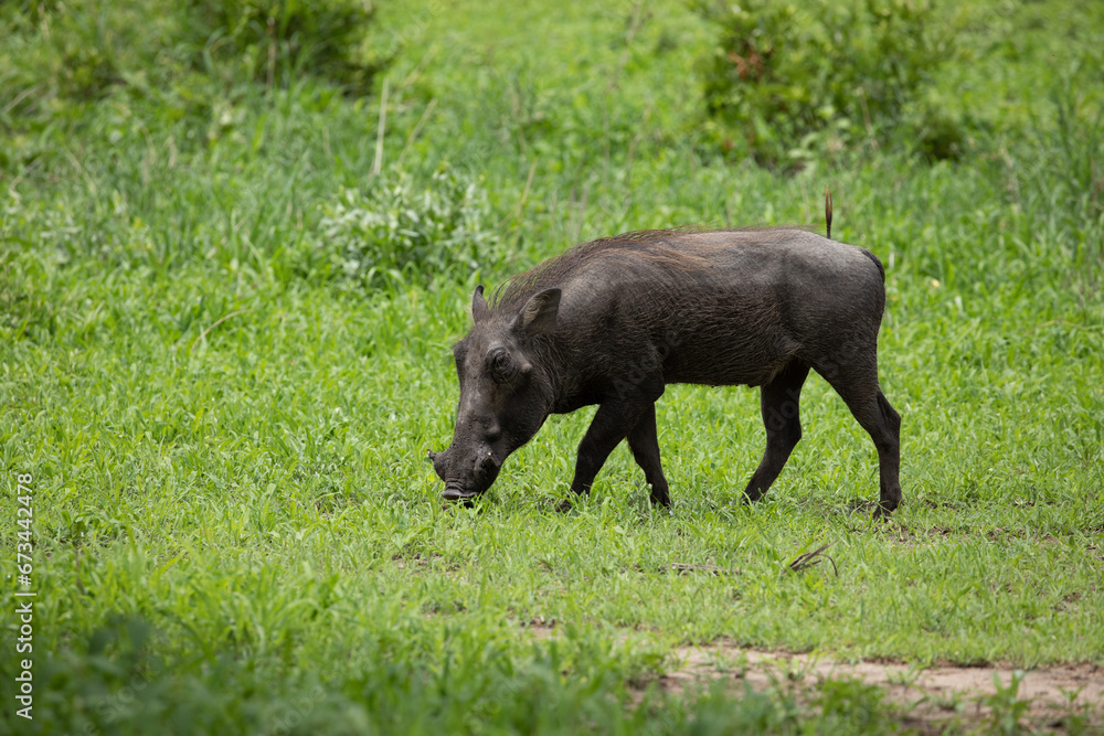 Common Warthog portrait in wild. Common Warthog portrait in wild.