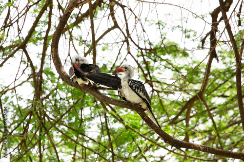 Jacksons Hornbill Tockus jacksoni in Tanzania Africa photo