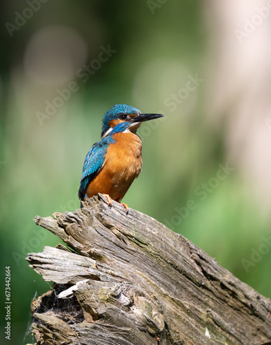 Kingfisher's bird sits on the log and rests, drying the feathers in the sun's rays. Illustration. Poland. © Raphael Vero