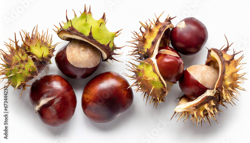 Fresh Horse Chestnut isolated on white background. Autumn creativity layout with Chestnuts Top view. Flat lay