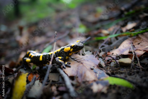 Obraz na płótnie Salamandra