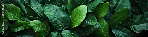 A close up of a bunch of green tropical exotic leaves.