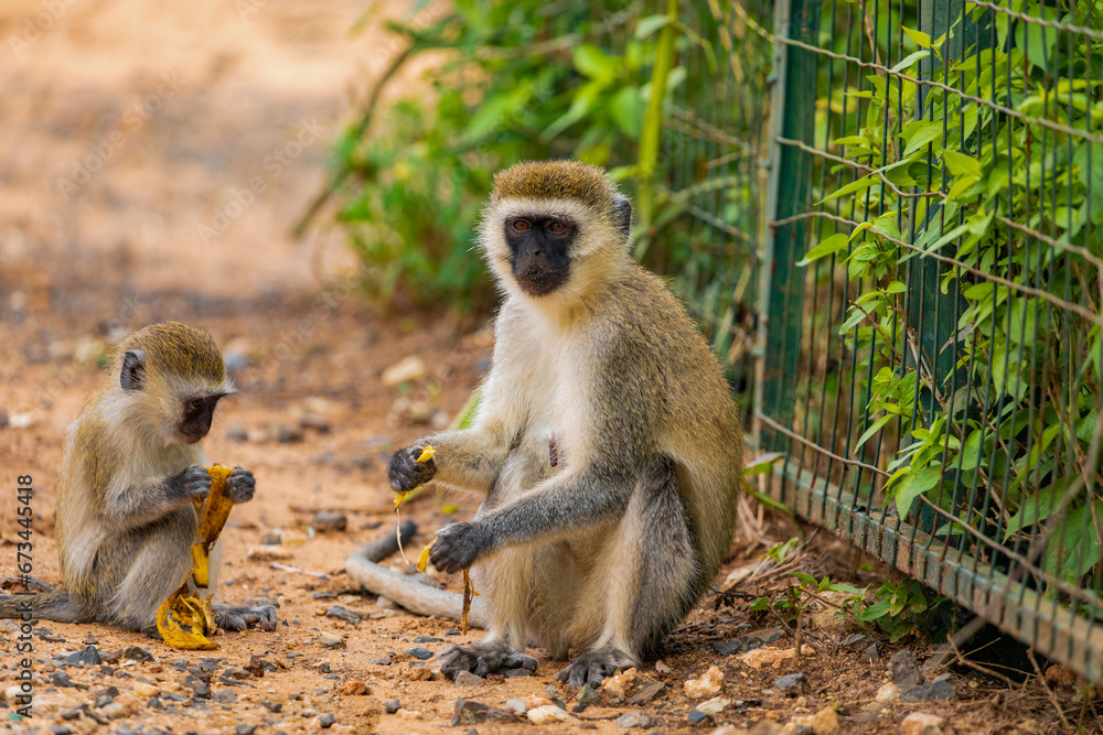 Green Monkey Chlorocebus aethiops, beautiful popular monkey