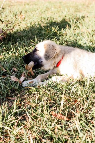 Great Pyrenees and Anatolian Shepherd puppy mix profile view 