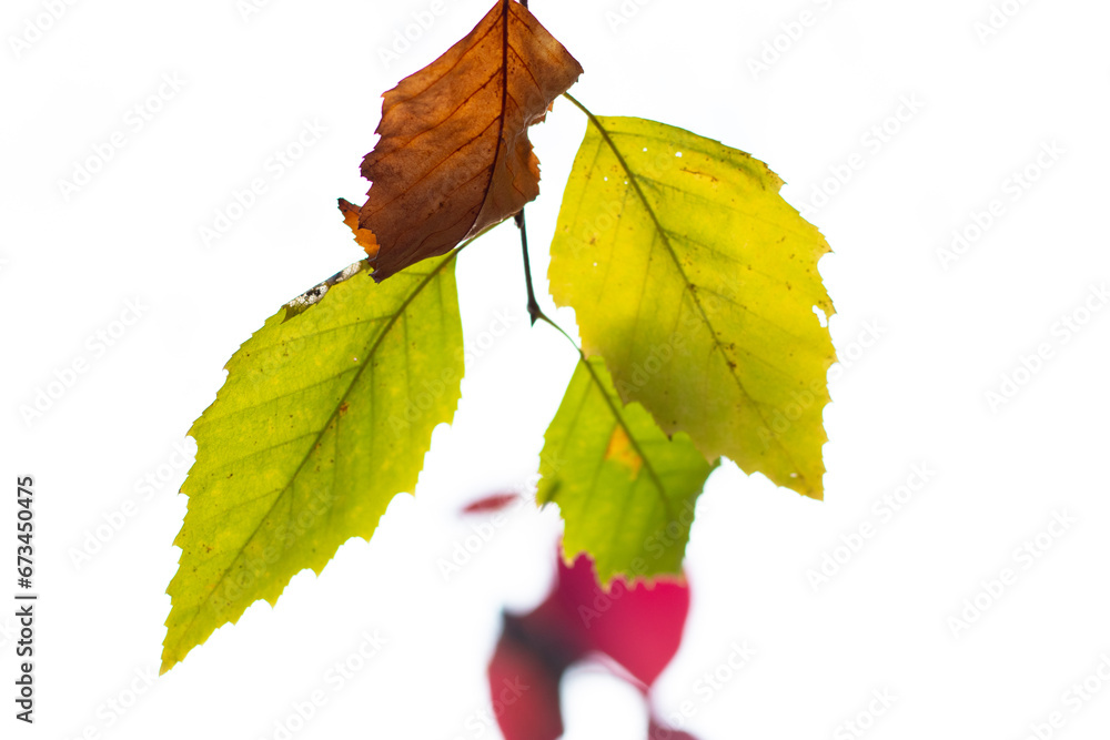 Obraz premium leaves isolated on white