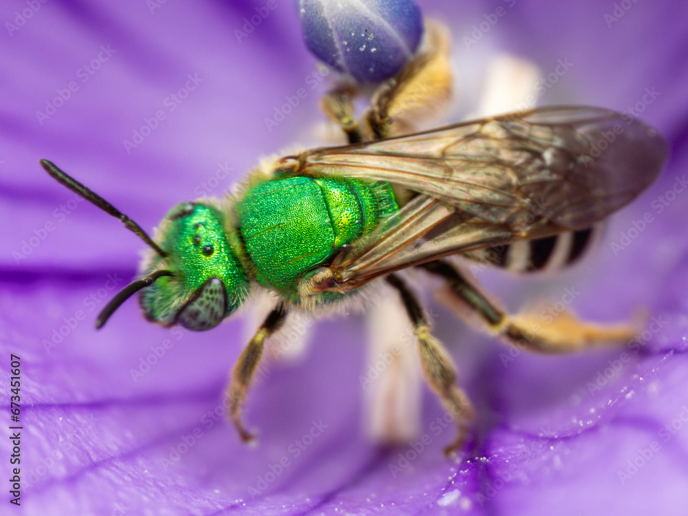 Fototapeta premium Macro Musings