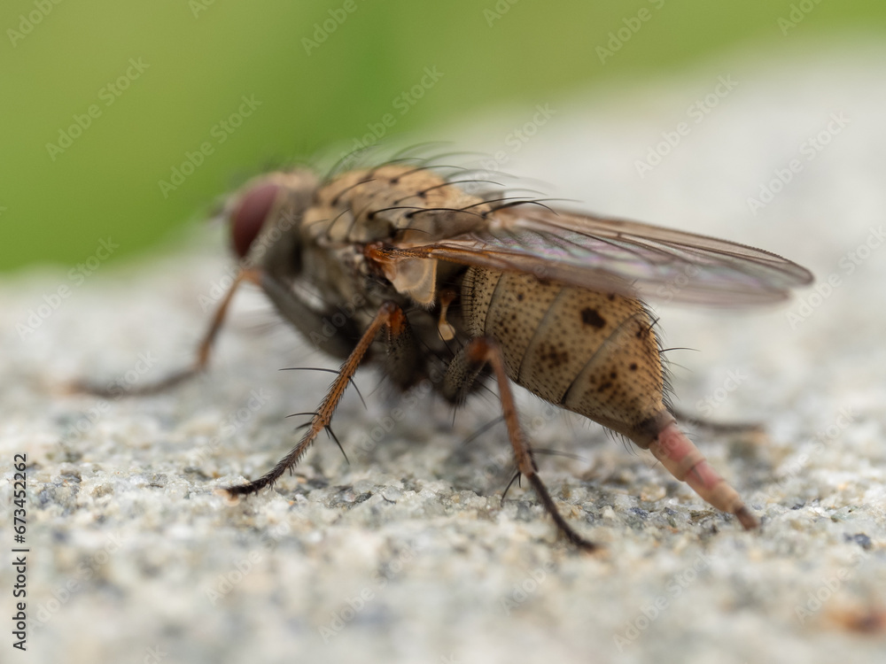 Fototapeta premium Macro Musings