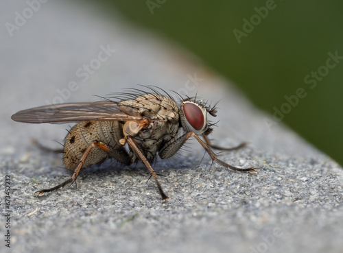 Macro Musings