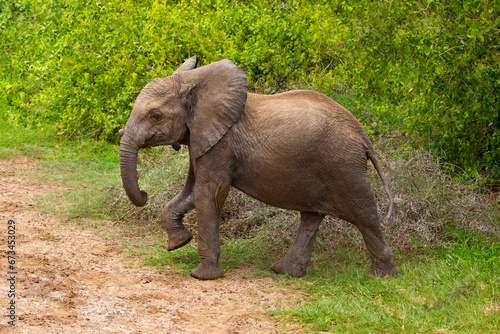 baby elephant walks free in forest of an African reserve