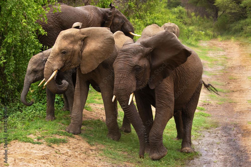 Obraz premium large African elephant tramples mud. Reserve in Tanzania