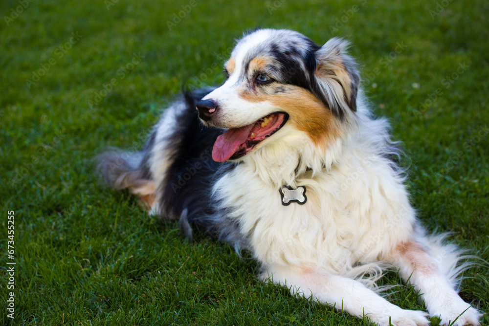 Australian shepherd dog is lying relaxing on a green grass lawn in city park at hot summer day. Long-haired white dog with dark grey brown spots and blue eyes lying on a green grass. Resting canine.