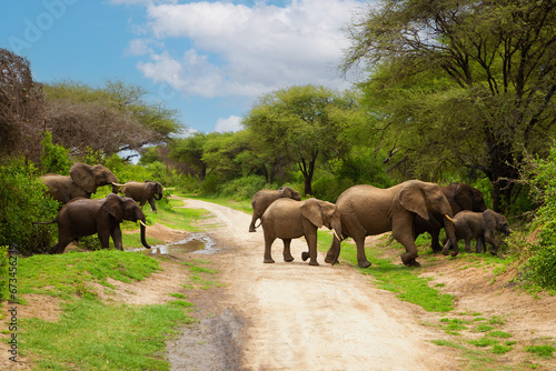 large African elephant tramples mud. Reserve in Tanzania