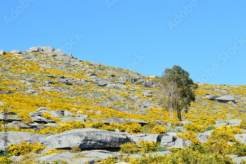 Printemps dans la Serra d'Arga