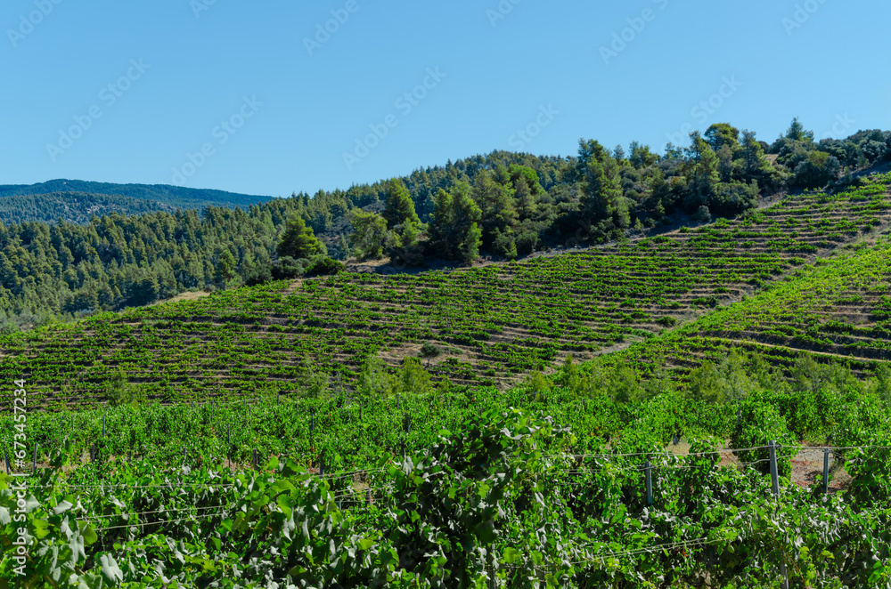 Agroculture with vineyard on mountainside