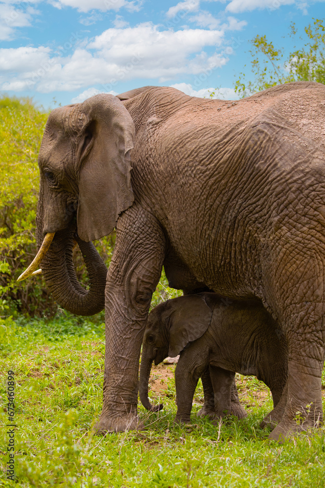 tiny newborn baby elephant near his mother elephant