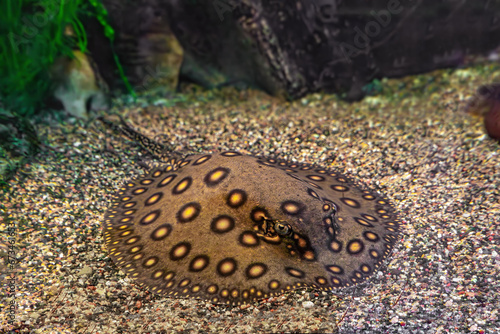 Brown spotted Potamotrygon motoro, Stingray motoro in an aquarium on  sandy bottom photo