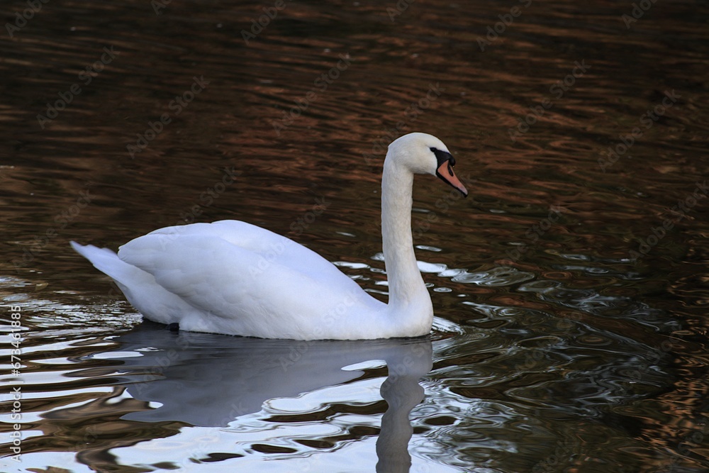 white swan floating on the water white swan floating on the water