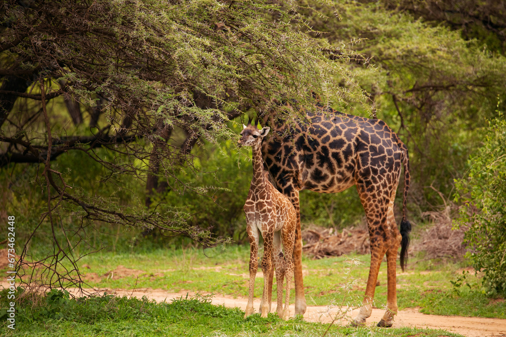 wild giraffe stands under large tree and eats leaf wild giraffe stands under large tree and eats leaf