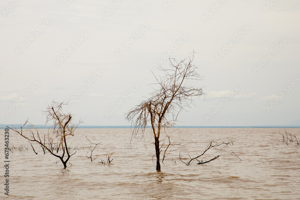 Ecological catastrophe. Dead trees in water Ecological catastrophe. Dead trees in water