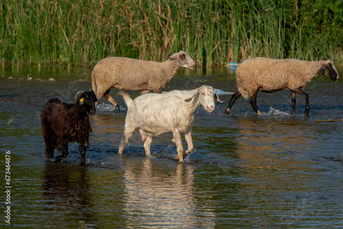 Fototapeta Naklejka Na Ścianę i Meble -  Goats grazing by the stream. Sheep and goats walking in the water.