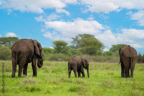 Herd of Elephants in Africa walking through grass