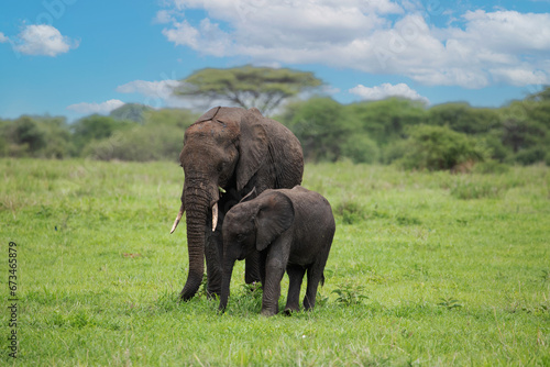 Herd of Elephants in Africa walking through grass