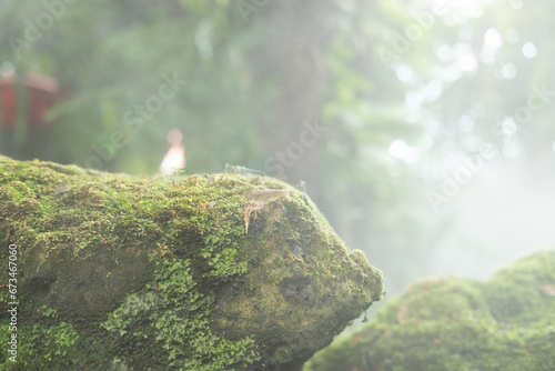 Green lush foliage moss and fern in reshness plant garde with a misty climate