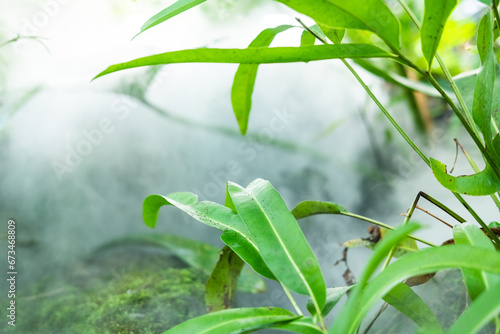 Green lush foliage moss and fern in reshness plant garde with a misty climate photo