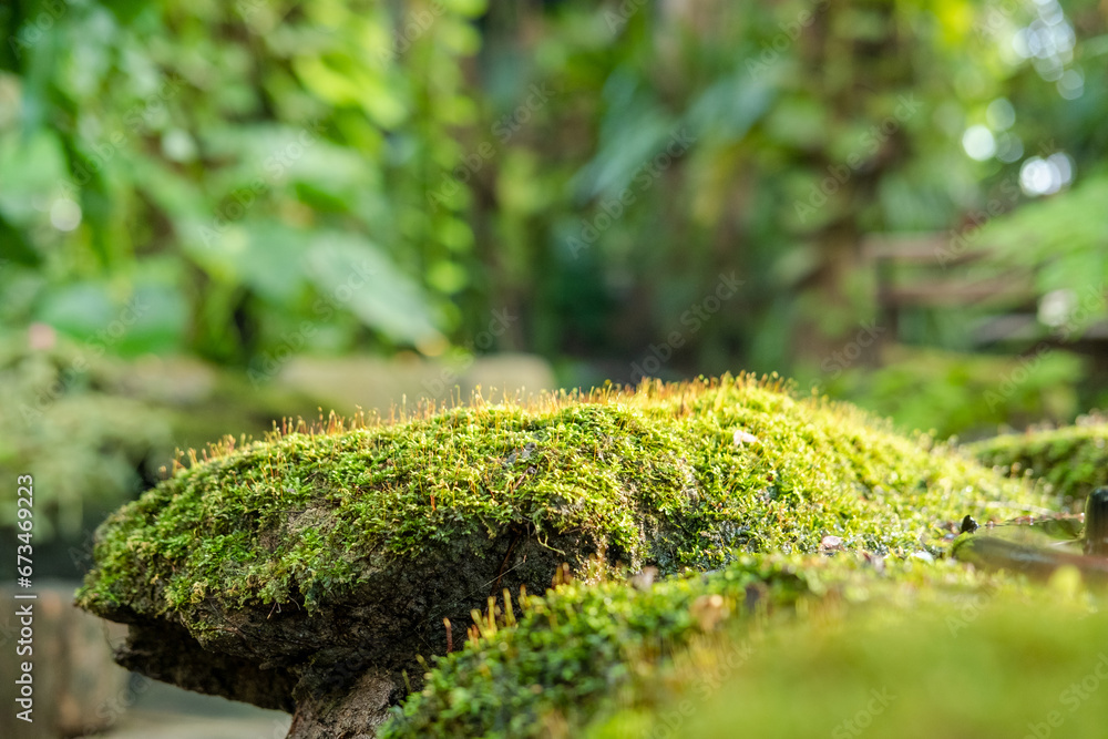 Green lush foliage moss and fern in reshness plant garde, rainforest. Green lush foliage moss and fern in reshness plant garde, rainforest.