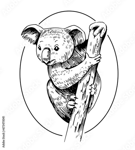 Koala on tree , black sketch vector illustration, isolated