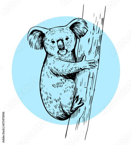 Koala on tree , black sketch vector illustration, isolated