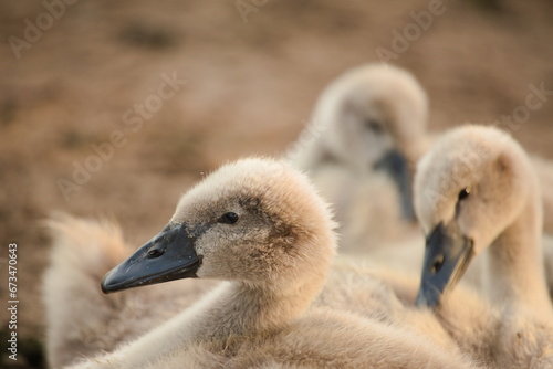 Young swans are resting © Jakub