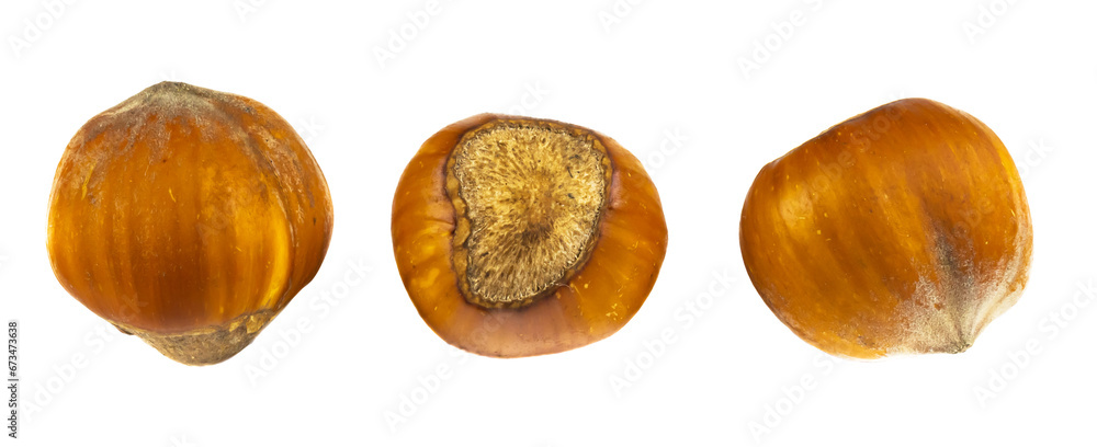 hazelnuts on white isolated background hazelnuts on white isolated background