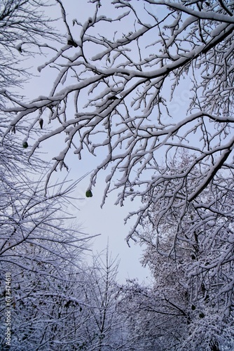 tree in the snow