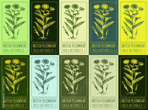 Set of vector drawing of BRITISH YELLOWHEAD in various colors. Hand drawn illustration. Latin name INULA BRITANNICA L.