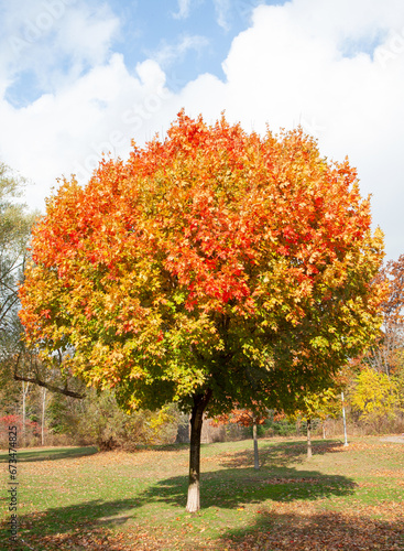 Digital photograph of a beautiful autumn maple tree with green, yellow and red leaves in a park on a sunny day, with blue sky and white clouds in the background