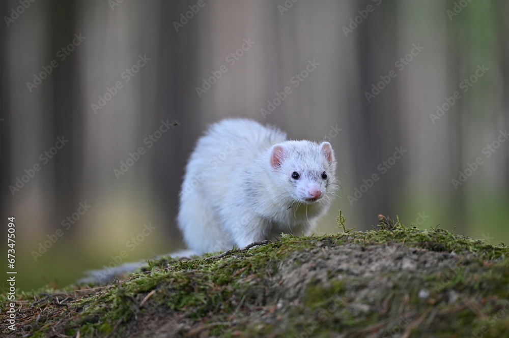 Ferret photographed in nature. Silvermitt ferret female. Cute pet ferret in the forest Ferret photographed in nature. Silvermitt ferret female. Cute pet ferret in the forest