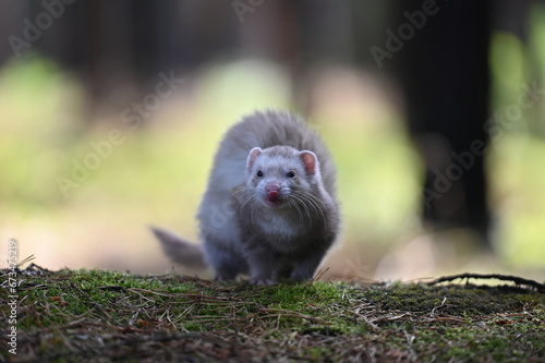 Ferret photographed in nature. Champagne ferret female. Cute ferret pet in the forest. © Yasmin