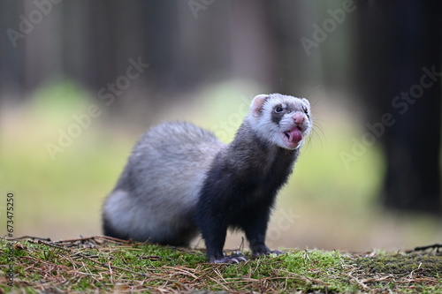 Ferret photographed in nature. Sable ferret male. He licks himself. Cute ferret in the forest © Yasmin