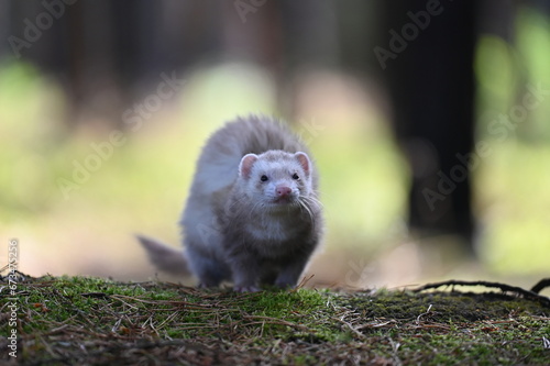 Ferret photographed in nature. Champagne ferret female. Cute ferret pet in the forest. © Yasmin