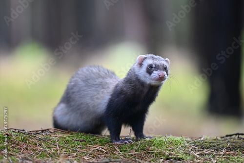 Ferret photographed in nature. Sable ferret male. He licks himself. Cute ferret in the forest © Yasmin