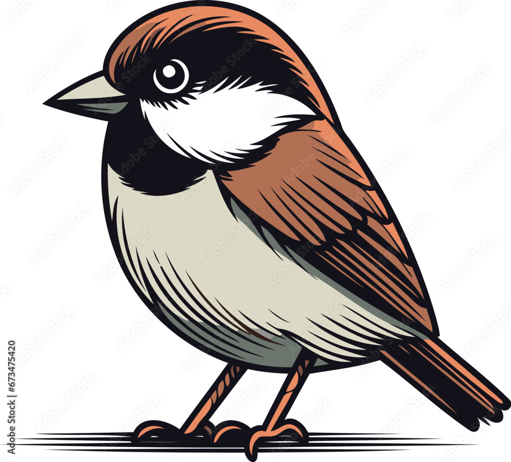 Obraz premium Chickadee bird vector illustration. Isolated on white background.