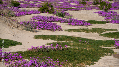 Fototapeta Naklejka Na Ścianę i Meble -  Sand Verbena carpet on desert sand dunes