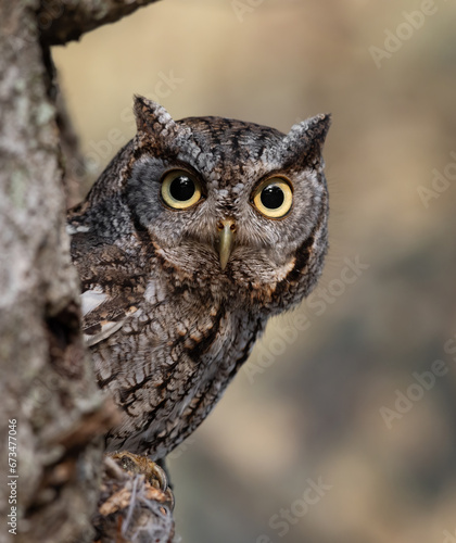 Eastern screech owl in a tree cavity