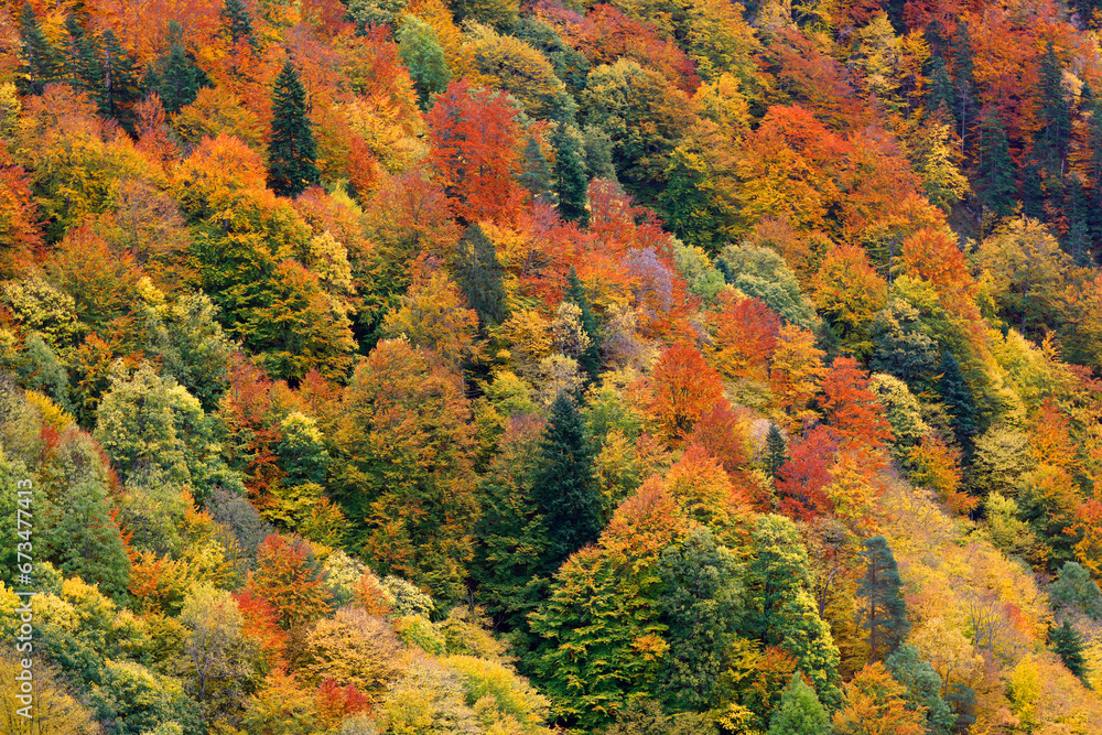 Autumn colours on Vadu Crisului, Romania, Europe. Beginning of autumn colours concept. Autumn colours on Vadu Crisului, Romania, Europe. Beginning of autumn colours concept.