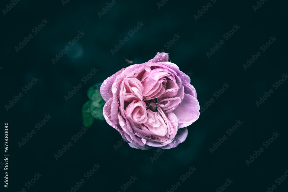 Fototapeta premium A close up of a garden pink rose with rain drops