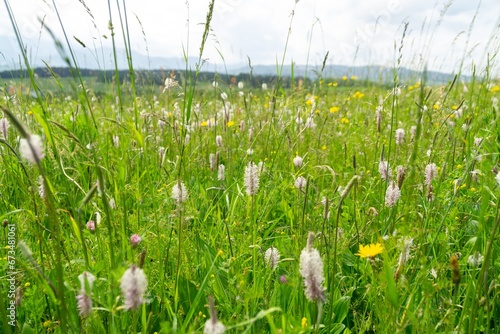 Plantago flower in the wild nature on the green meadow. Slovakia