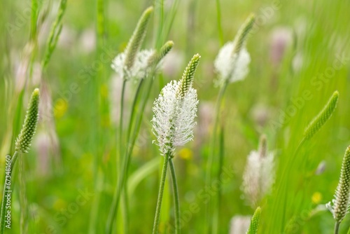 Plantago flower in the wild nature on the green meadow. Slovakia